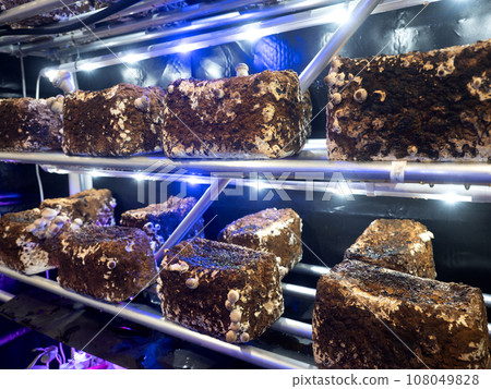 Factory cultivation of shiitake mushrooms 108049828