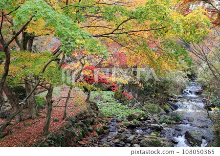 Autumn leaves garden Atami Bairin 108050365