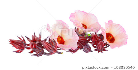 roselle on white background 108050540
