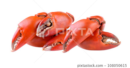 Boiled crab claws isolated on white background 108050615