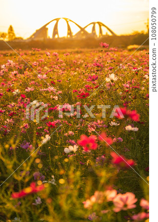 Toyota Ohashi Bridge and a cosmos field bathed in the setting sun (Toyota City, Aichi Prefecture) 108050799