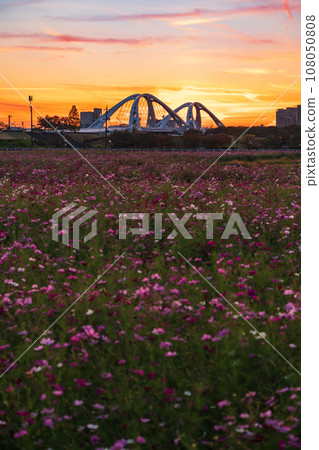 豐田大橋和夕陽下的波斯菊花田（愛知縣豐田市） 108050808