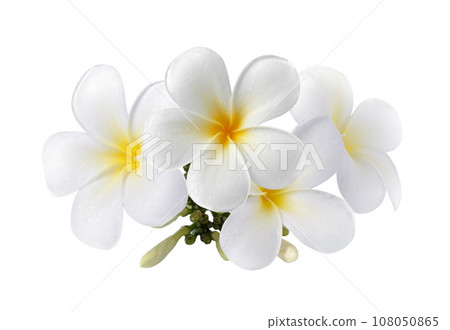 frangipani flower isolated on white background 108050865