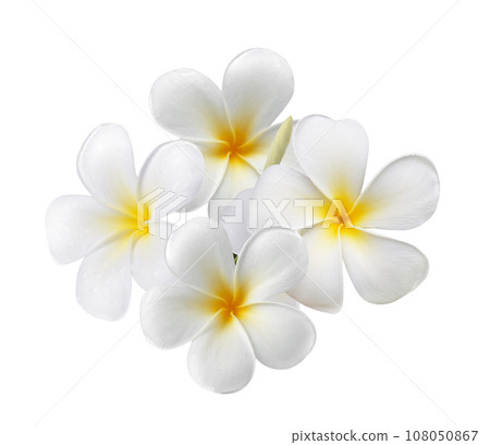 Frangipani flower isolated on white background 108050867