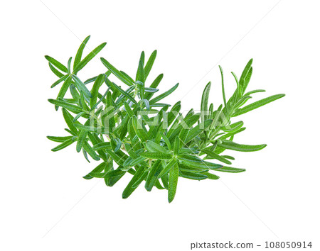 Rosemary isolated on white background 108050914