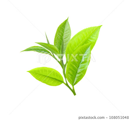 Tea Leaves isolated on white 108051048