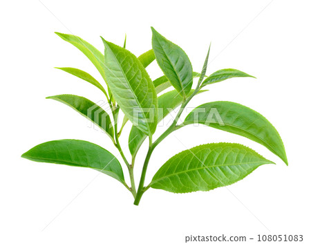 Green tea leaf isolated on white background 108051083