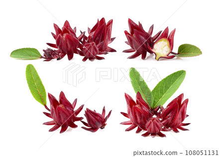 roselle isolated on white roselle isolated on white 108051131