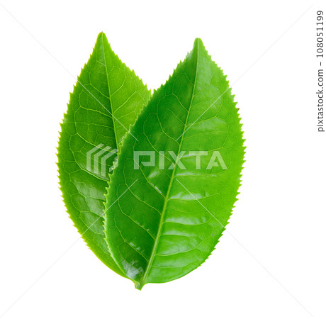 Green tea leaf isolated on white 108051199