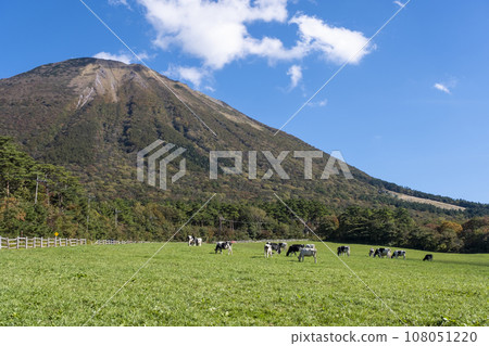 在大山吃草的奶牛（大山牧場牛奶村附近） 108051220