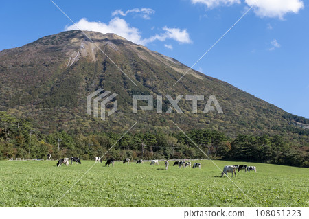 在大山吃草的奶牛(大山牧場牛奶村附近) 在大山吃草的奶牛(大山牧場牛奶村附近) 108051223