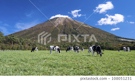 在大山吃草的奶牛（大山牧場牛奶村附近） 108051231