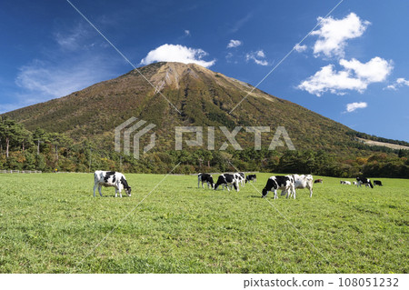 在大山吃草的奶牛(大山牧場牛奶村附近) 在大山吃草的奶牛(大山牧場牛奶村附近) 108051232