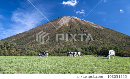 在大山吃草的奶牛(大山牧場牛奶村附近) 在大山吃草的奶牛(大山牧場牛奶村附近) 108051233