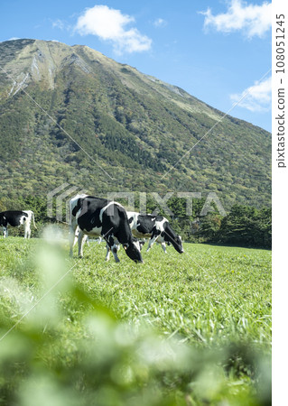 Cows grazing in Daisen (near Daisen Makiba Milk Village) 108051245