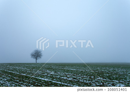 A lonely tree growing in a snow-covered field and a foggy sky, a view on a January day A lonely tree growing in a snow-covered field and a foggy sky, a view on a January day 108051401