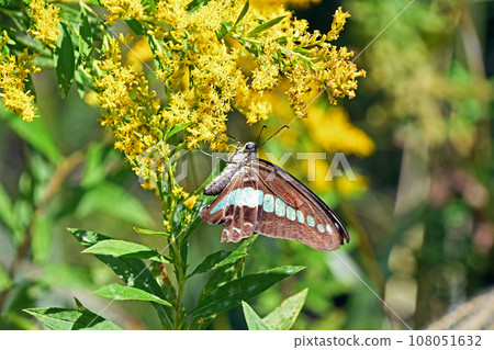 Blue-winged swallowtail sucking nectar from tall bubbling grass 108051632