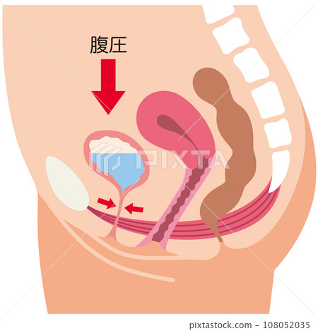 Pelvic floor muscles and urination mechanism Urine leakage Health 108052035