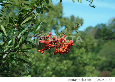 Himalayan hawthorn fruit Himalayan hawthorn fruit 108052078