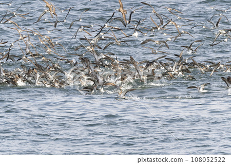 隱士的nagatori 108052522