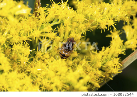 Kigoshishana 108052544