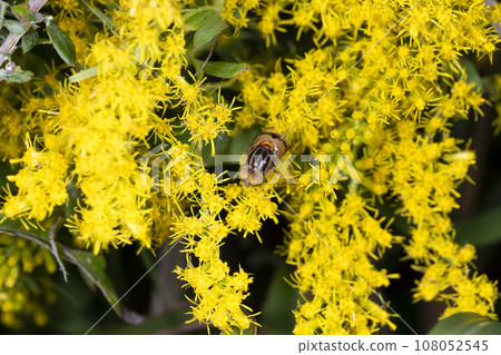 Kigoshishana 108052545