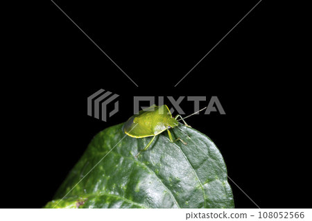 Tsuyoshiyushi 108052566