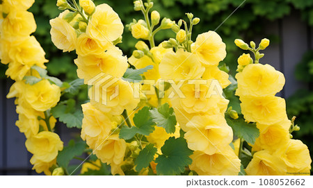 蜀葵黃花背景素材 108052662