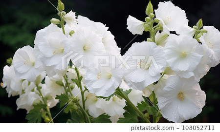 蜀葵白花背景素材 108052711