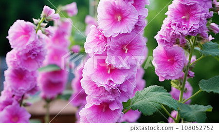 Hollyhocks purple flower background material Hollyhocks purple flower background material 108052752