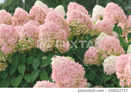 Hydrangea paniculata and conifer. Beautiful Garden path made of natural stones, gravel. Huge landscaping trend. Lawn, shrubbery in the backyard. Scenic of nice landscaped. Walkway. Green home design 108052757
