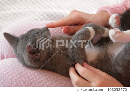 Girl in pink pants stroking a small gray cat lying in her lap. Young Woman wearing sweater sitting at home and petting feline. Female stroke kitten with hand and fingers. Life with pet. Kitty and me 108052770