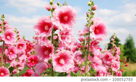 Hollyhocks pink flower background material 108052783