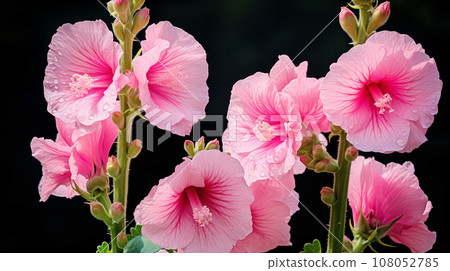 Hollyhocks pink flower background material Hollyhocks pink flower background material 108052785