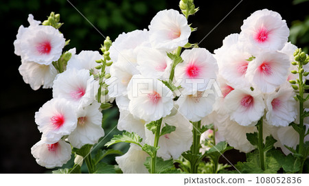 Hollyhocks white flowers background material Hollyhocks white flowers background material 108052836