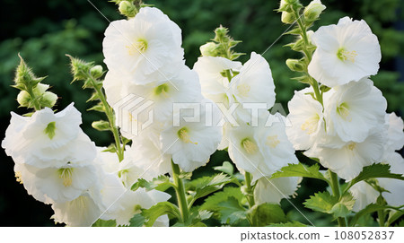 蜀葵白花背景素材 108052837