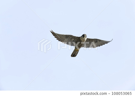Falcon Falcon 108053065