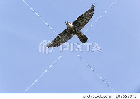 Falcon Falcon 108053072