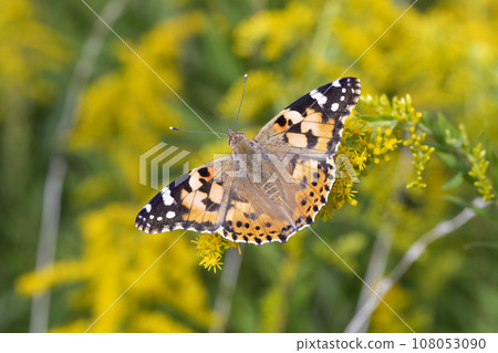 Shark's beard Shark's beard 108053090