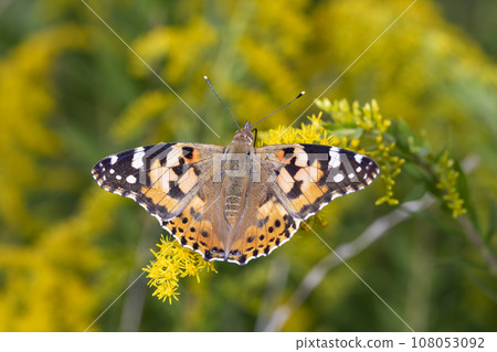 鯊魚的鬍子 108053092