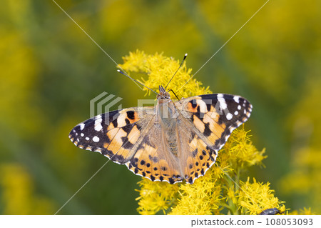 鯊魚的鬍子 108053093