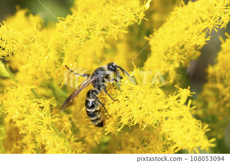 Himehara na gussetti 108053094