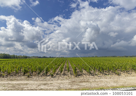 Typical vineyards near Chateau Dauzac, Margaux, Medoc, Bordeaux, Aquitaine, France 108053101