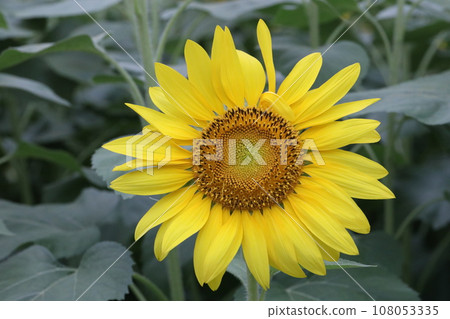 A close-up photo of yellow sunflower flowers in a sunflower field 108053335