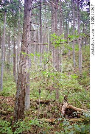 遠處的山里,矗立的樹木一字排開,倒下的樹木殘骸,新芽,新芽 遠處的山里,矗立的樹木一字排開,倒下的樹木殘骸,新芽,新芽 108053367