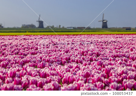 Field of tulips with Ondermolen windmill near Alkmaar, The Netherlands Field of tulips with Ondermolen windmill near Alkmaar, The Netherlands 108053437