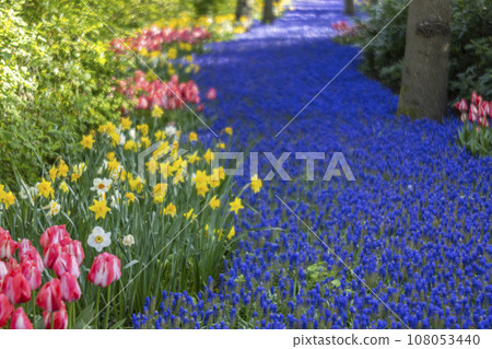Muscari flowers (Muscari armeniacum) and Narcissus jonquilla, rush narcis in Keukenhof flower garden, Lisse, Netherlands Muscari flowers (Muscari armeniacum) and Narcissus jonquilla, rush narcis in Keukenhof flower garden, Lisse, Netherlands 108053440