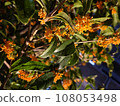 Osmanthus flowers in orange color 108053498