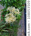White shimmering red spider lily 108053509