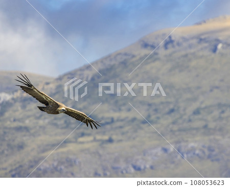 Griffon vulture in Canyon of Verdon River (Verdon Gorge) in Provence, France 108053623